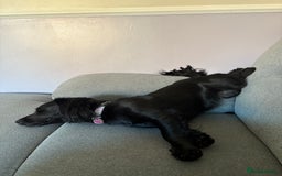 Mixed Breed dogs for sale: 1 year old female working cocker X terrier - Image 4