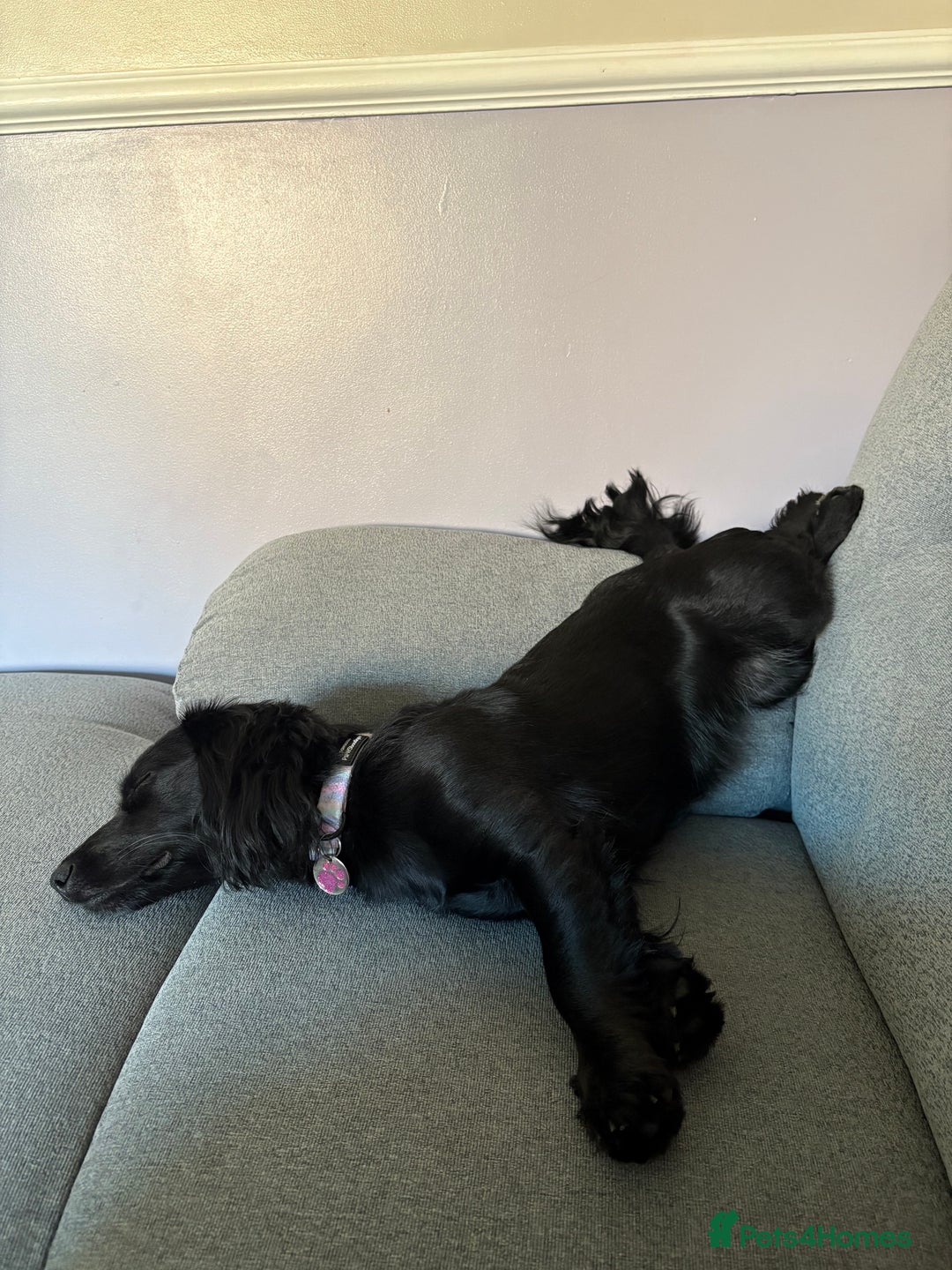 Mixed Breed dogs for sale: 1 year old female working cocker X terrier - Image 4