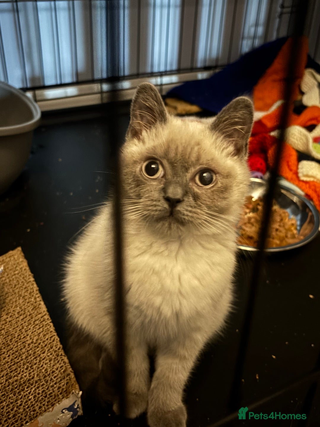 British Shorthair cats for adoption: Adopt from Cats in Crisis- Meet Heaven and Buddy  - Image 3