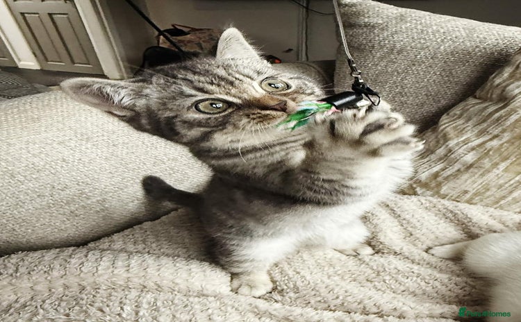 British Shorthair cats - Advert 9