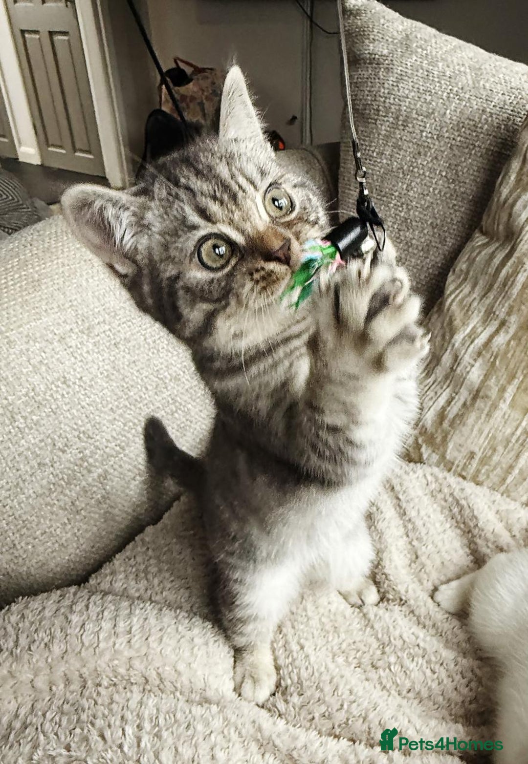 British Shorthair cats for sale: BSH kitten read now  - Image 1