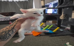 Turkish Angora cats for sale: Turkish angora kittens - Image 4