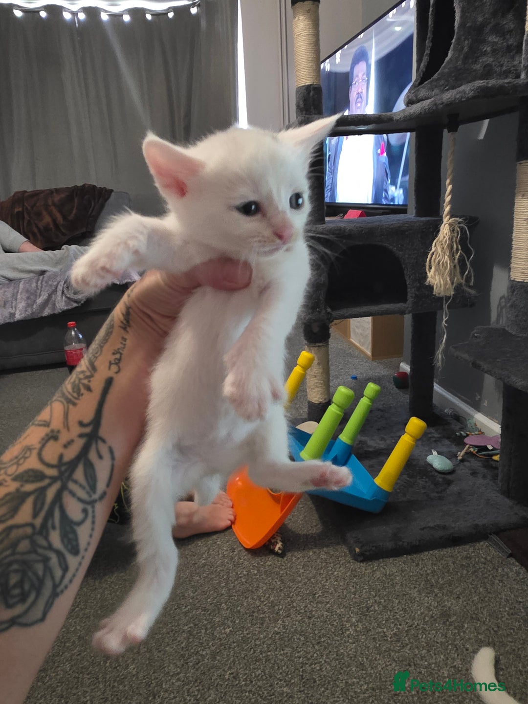 Turkish Angora cats for sale: Turkish angora kittens - Image 4