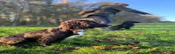 Cocker Spaniel dogs for stud: Working Cocker Spaniel For Stud - Advert 16