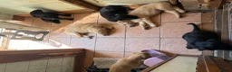 Mixed Breed dogs for sale: Stunning litter Flat coat x golden retriever  in Telford - Advert 7