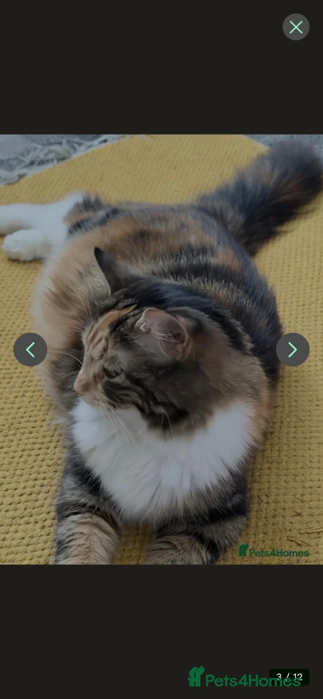 British Longhair cats for sale: One British long haired and one short haired.  - Advert 1