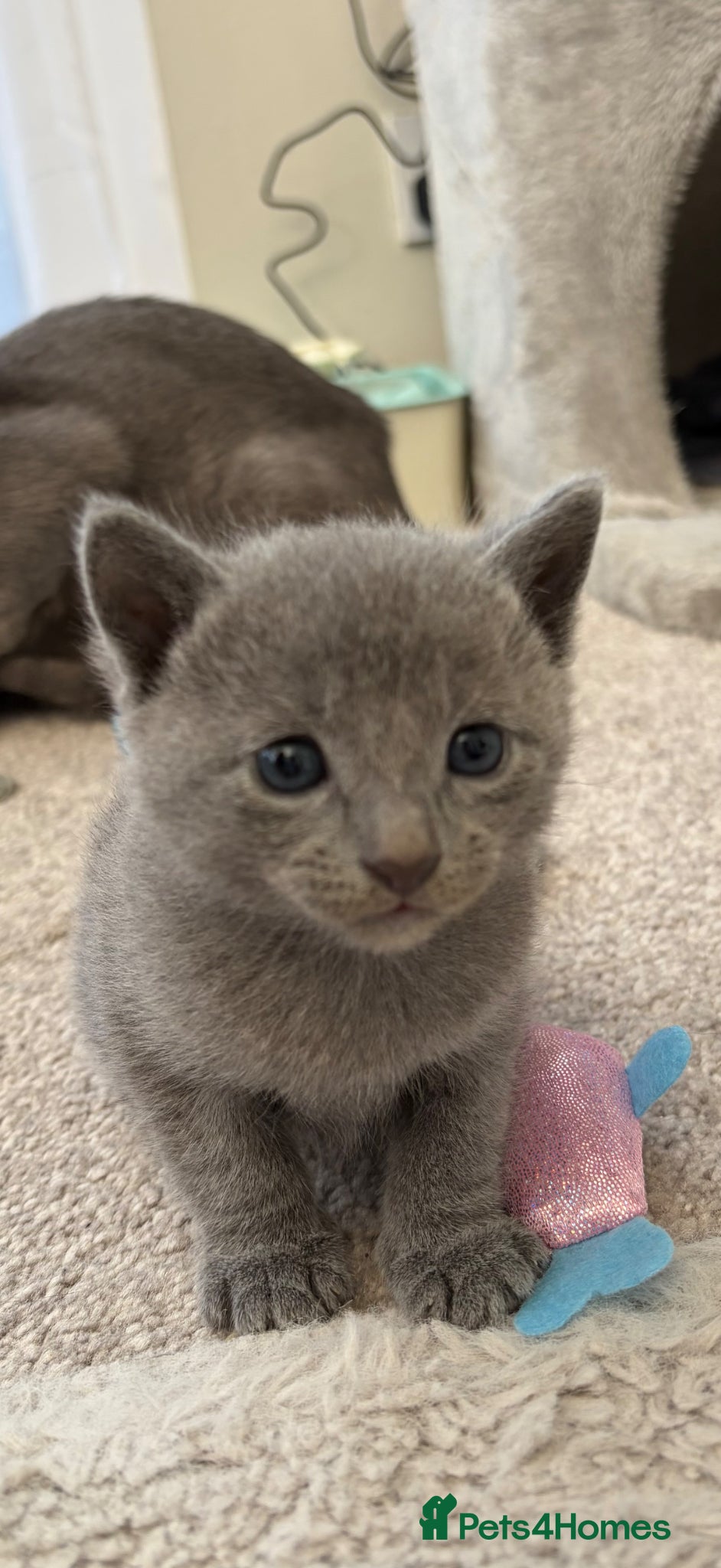 Russian Blue cats 6 Stunning GCCF Russian Blue Kittens 🐾  - Advert 5