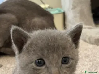 Russian Blue cats 6 Stunning GCCF Russian Blue Kittens 🐾 - Advert 5