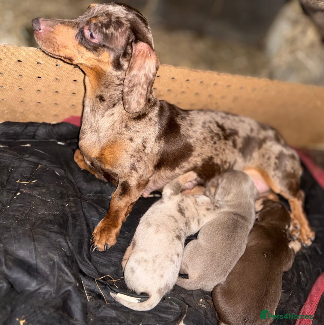 Miniature Dachshund dogs for sale: Miniature dachshund puppy’s ❤️ - Image 18