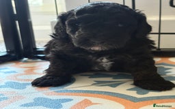 Jackapoo dogs for sale: Beautiful female jackapoo puppies - Image 3