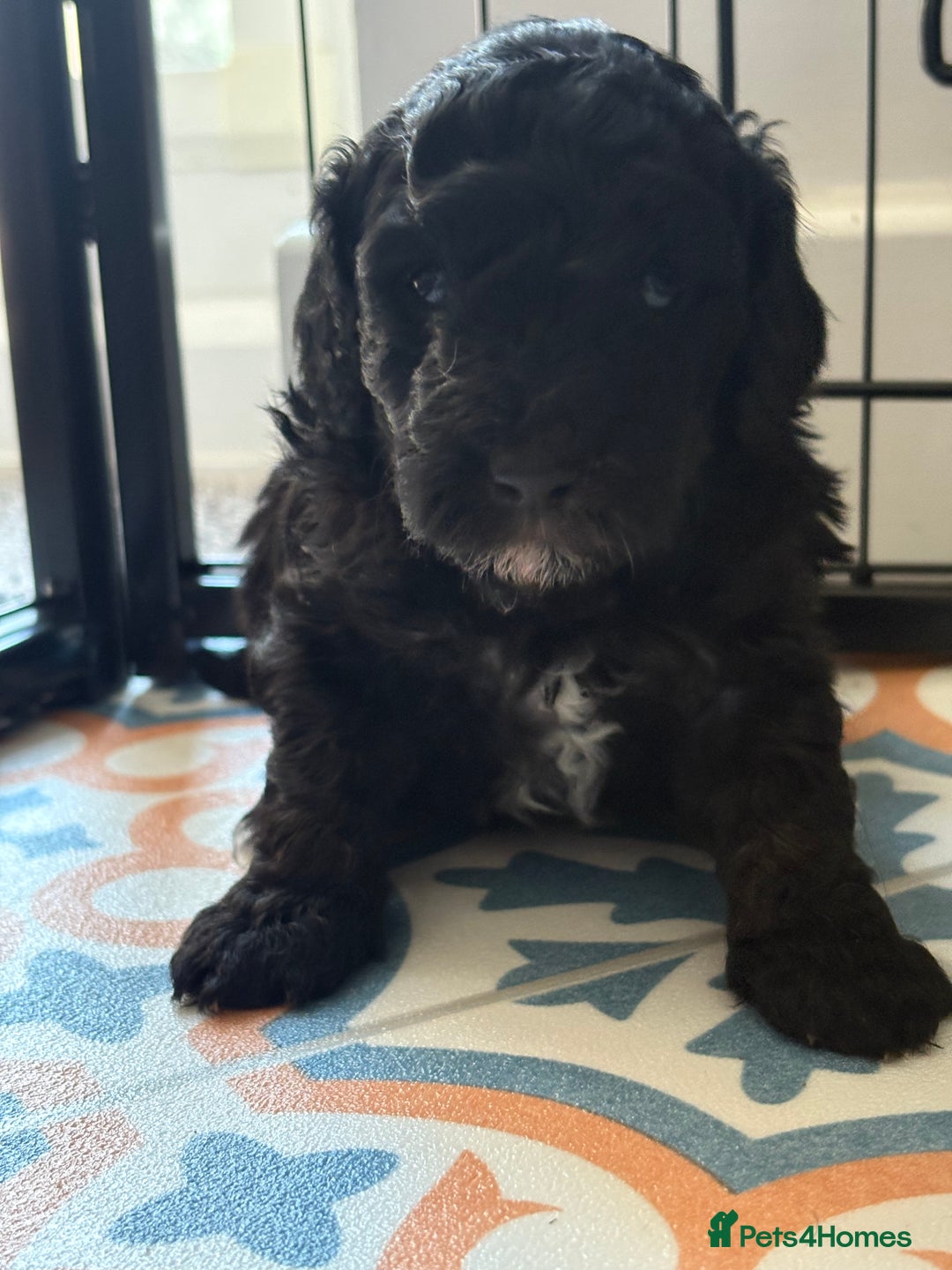 Jackapoo dogs for sale: Beautiful female jackapoo puppies - Image 3