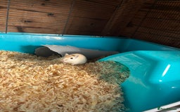 Gerbil rodents for sale: adult & baby gerbils for sale - Image 4