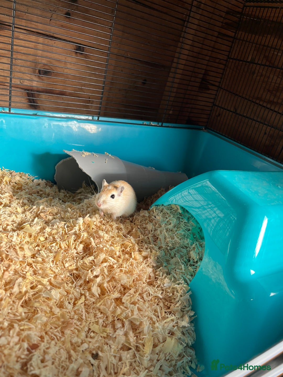 Gerbil rodents for sale: adult & baby gerbils for sale - Image 4