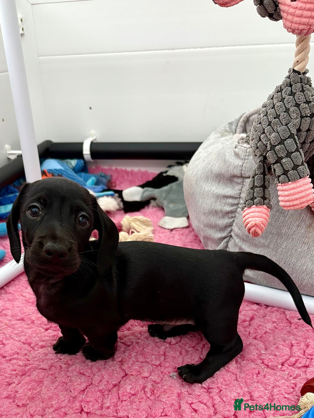 Dachshund dogs for sale: Shorthaired Miniature Dachshund - Advert 2