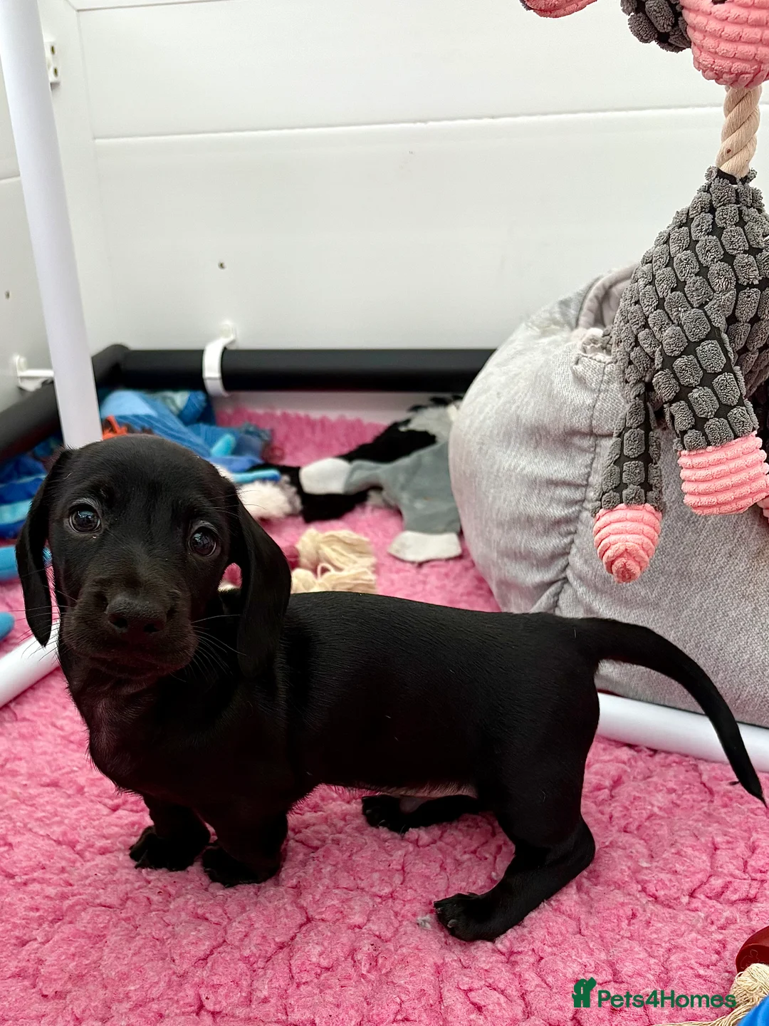 Dachshund dogs for sale: Shorthaired Miniature Dachshund - Advert 2