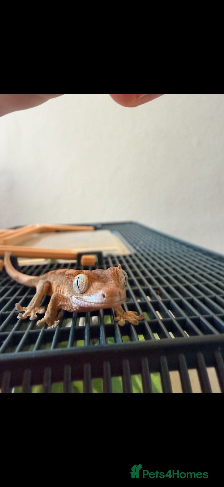 Gecko reptiles Crested gecko babies  - Advert 1