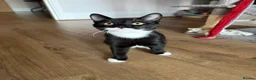 Mixed Breed cats for sale: Kittens Looking For Their Forever Homes! 🐾💕 - Advert 8