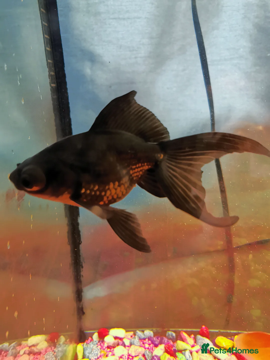 Goldfish fish for sale: Goldfish , Veiltail , Fancy, Telescope black in Glasgow - Advert 40