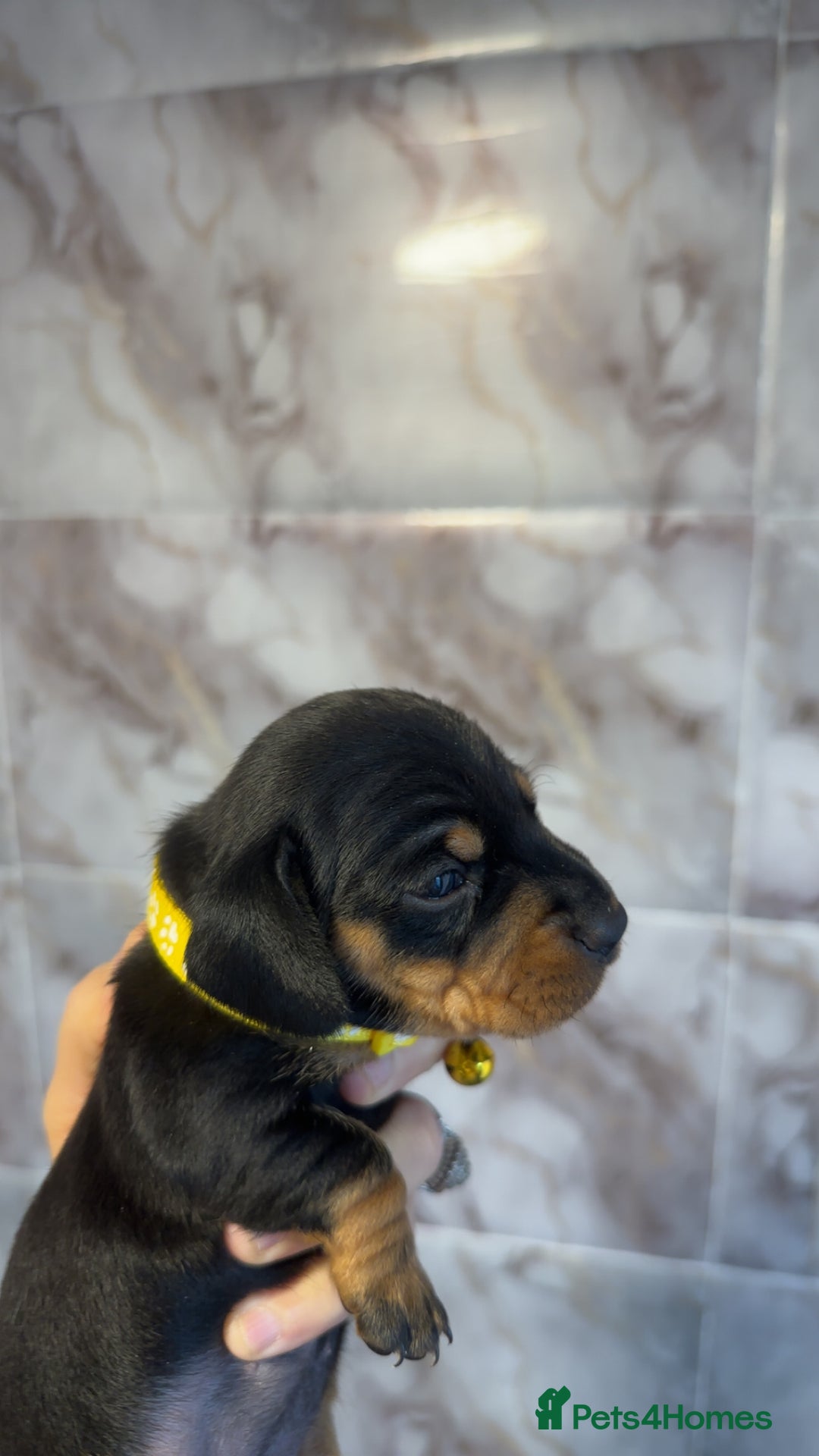Dachshund dogs for sale: Lovely little Dashound puppies - Advert 17