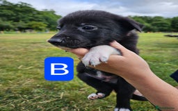 Mixed Breed dogs for sale: Girl TRI- due to unforseen circumstances - Image 23