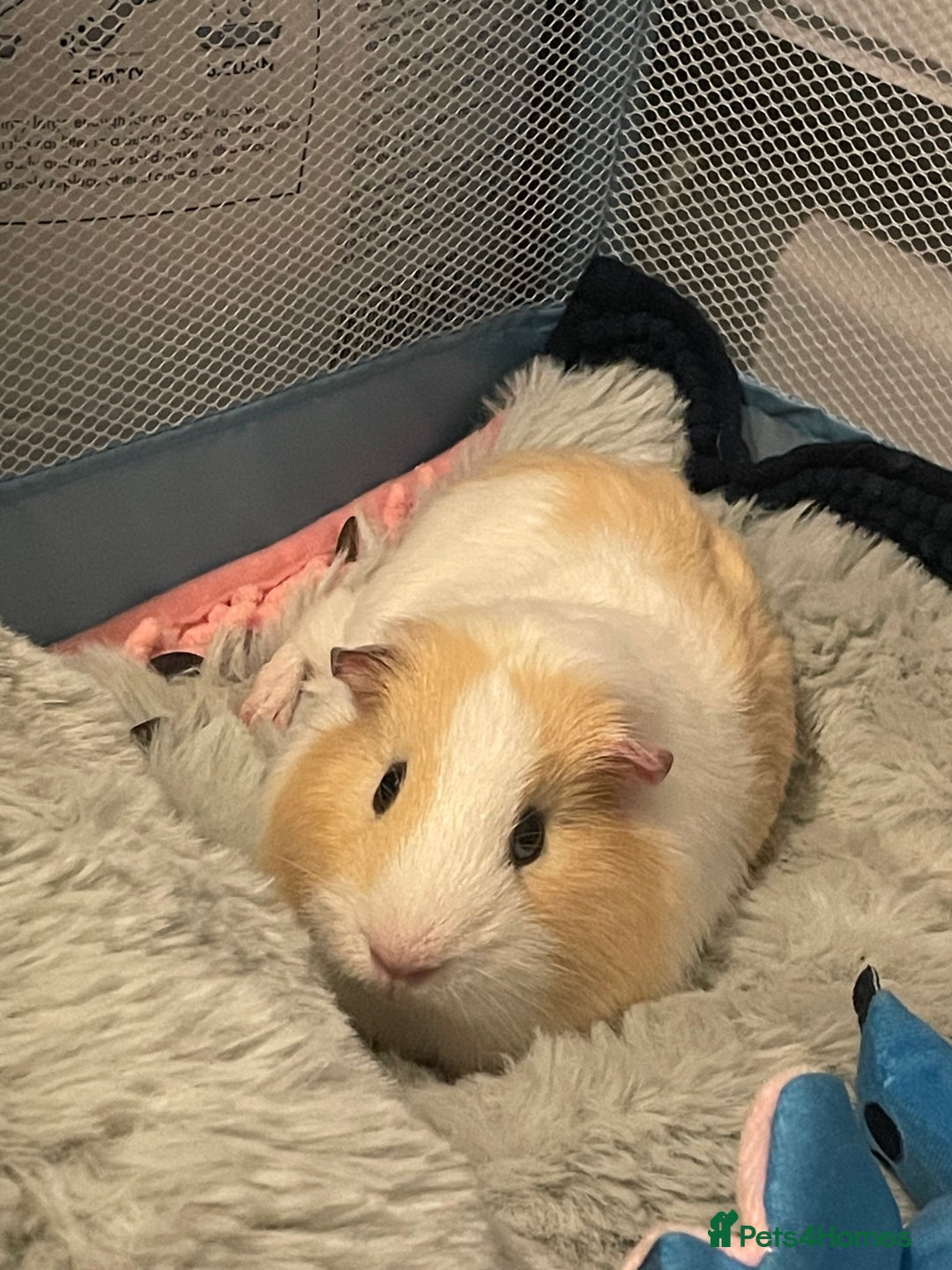 Guinea Pig rodents for sale: Guinea pigs for sale  - Advert 8