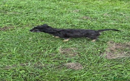 Mixed Breed dogs for sale: Dolly - Image 4