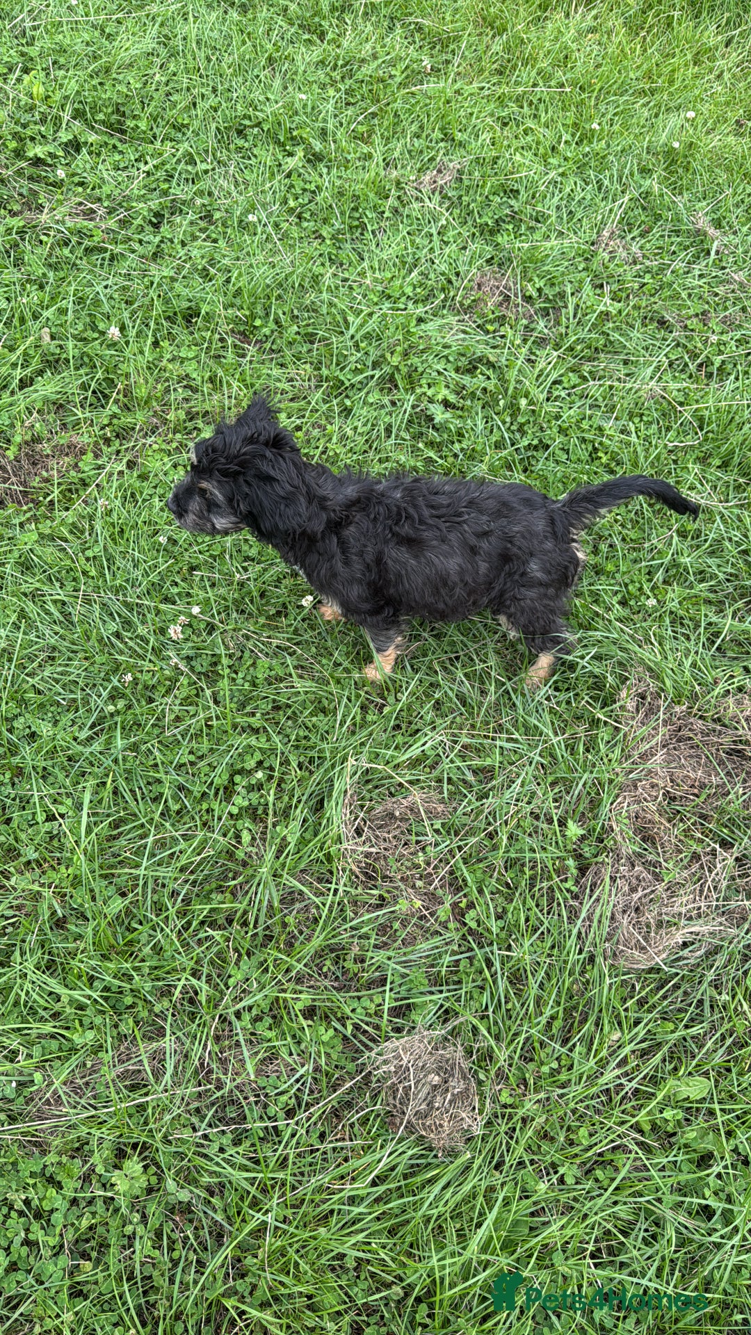 Mixed Breed dogs for sale: Dolly - Image 4