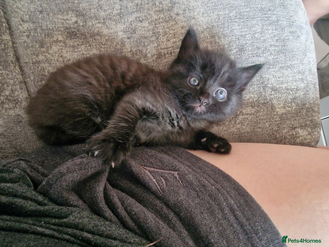 Mixed Breed cats for sale: 1 beautiful male kitten last of the litter  - Image 16