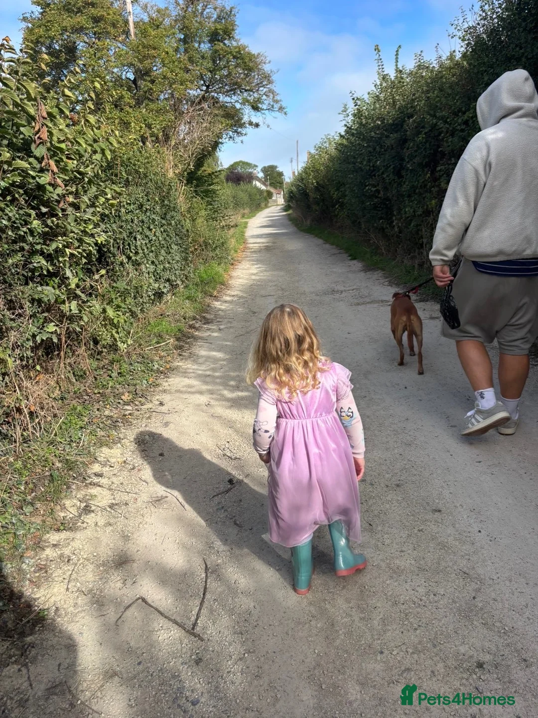 Mixed Breed dogs for sale: Luka, staff x lurcher - Advert 4