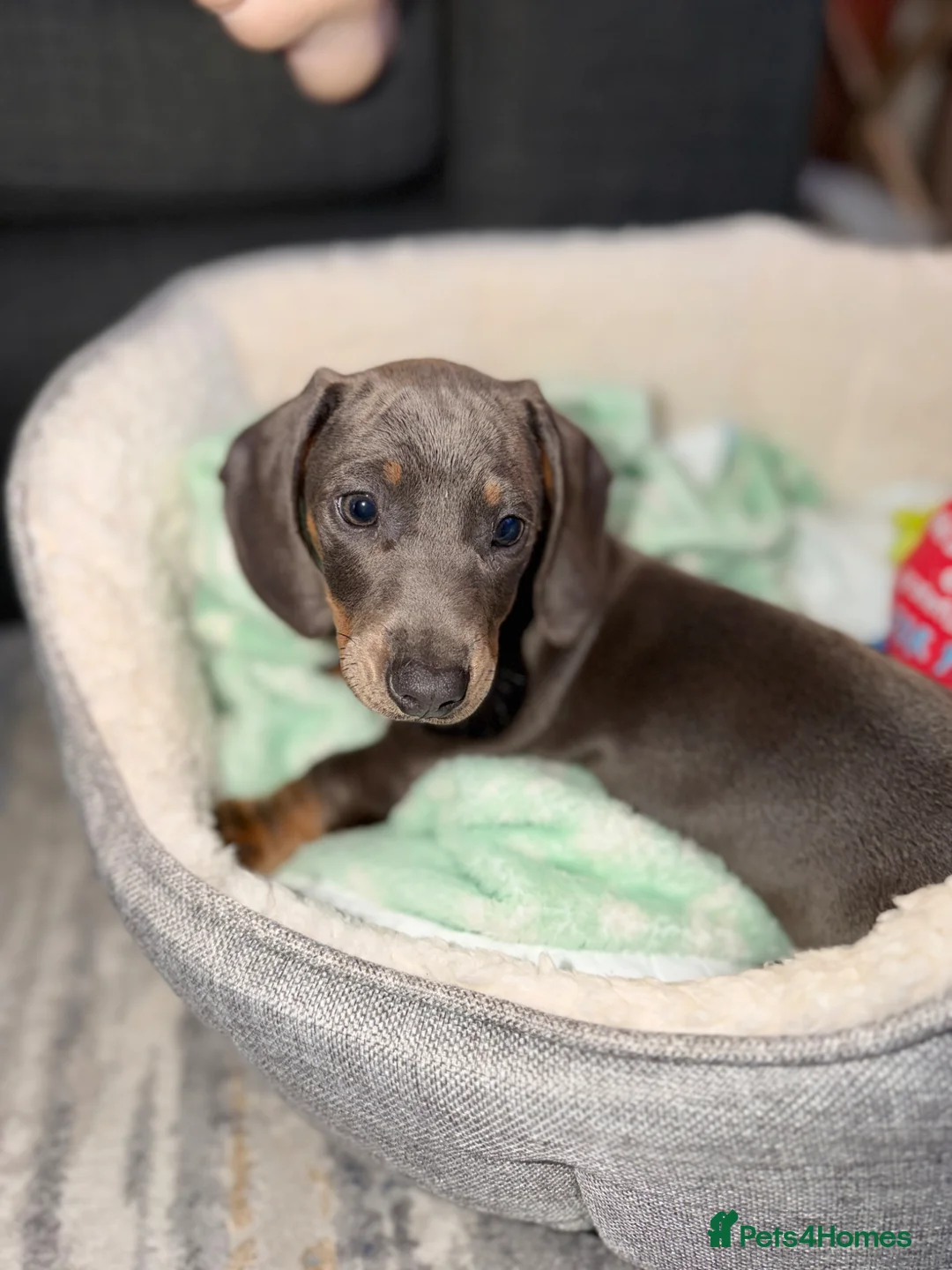 Dachshund dogs for sale: Dachshund puppy  - Advert 5
