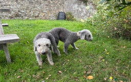 Bedlington Terrier dogs for sale: Beautiful baby Bedlington Terriers - Image 2