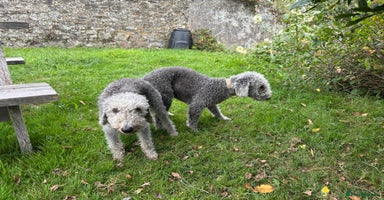 Bedlington Terrier dogs - Advert 11