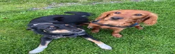 Mixed Breed dogs for sale: Re-homing  - Advert 8