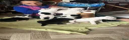 Staffordshire Bull Terrier dogs for sale: 🐾 Adorable Amstaff Puppies –  ❤️ - Advert 11