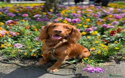 Cocker Spaniel dogs for sale: Stunning Cocker Spaniel Pups from Working Heritage - Image 9