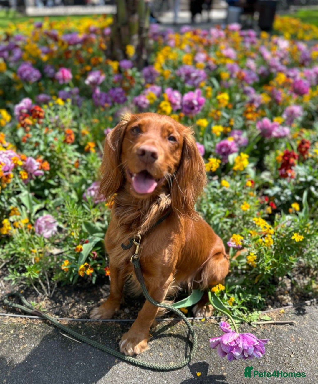Cocker Spaniel dogs for sale: Stunning Cocker Spaniel Pups from Working Heritage - Image 9