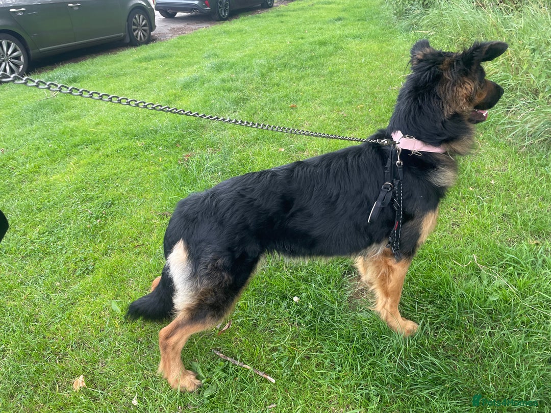 German Shepherd dogs for sale: Upcoming Litter of Pedigree German Shepherd Puppy - Image 4