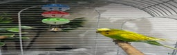 Budgerigars birds for sale: Male 1 Year Old Yellow/Green Budgerigar  - Advert 1