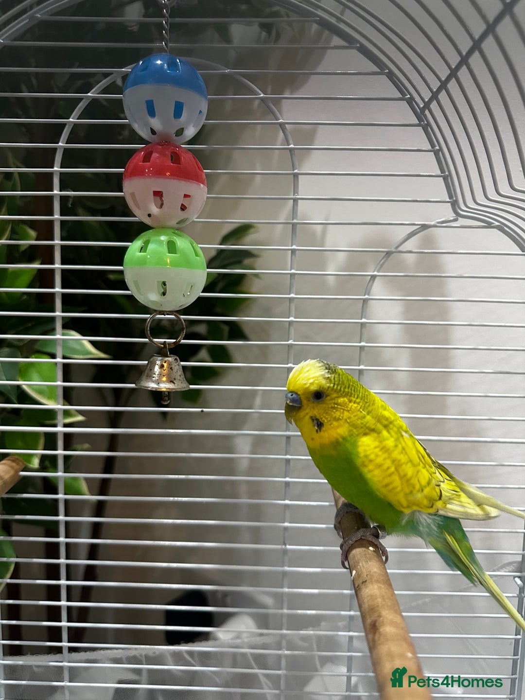 Budgerigars birds for sale: Male 1 Year Old Yellow/Green Budgerigar  - Advert 1