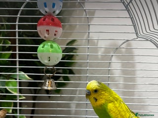 Budgerigars birds for sale: Male 1 Year Old Yellow/Green Budgerigar - Advert 1