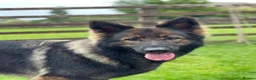 German Shepherd dogs for sale: KC LONG HAIR HEALTH TEST GERMAN SHEPHERD PUPPIES  - Advert 6