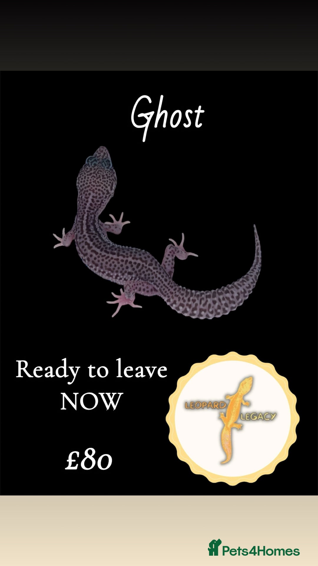 Leopard Gecko reptiles for sale: Multiple leopard gecko babies for quick sale!  - Advert 3