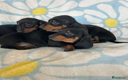 Dachshund dogs for sale: Adorable dachshund puppies ready to leave - Image 3