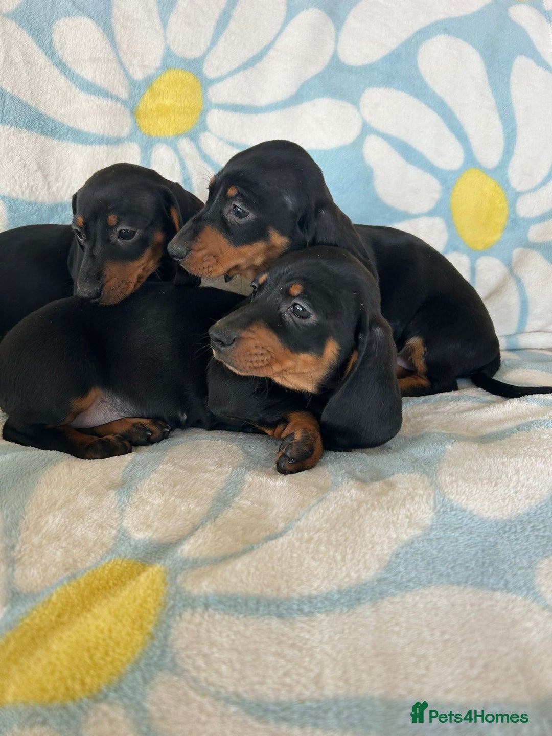 Dachshund dogs for sale: Adorable dachshund puppies ready to leave - Image 3