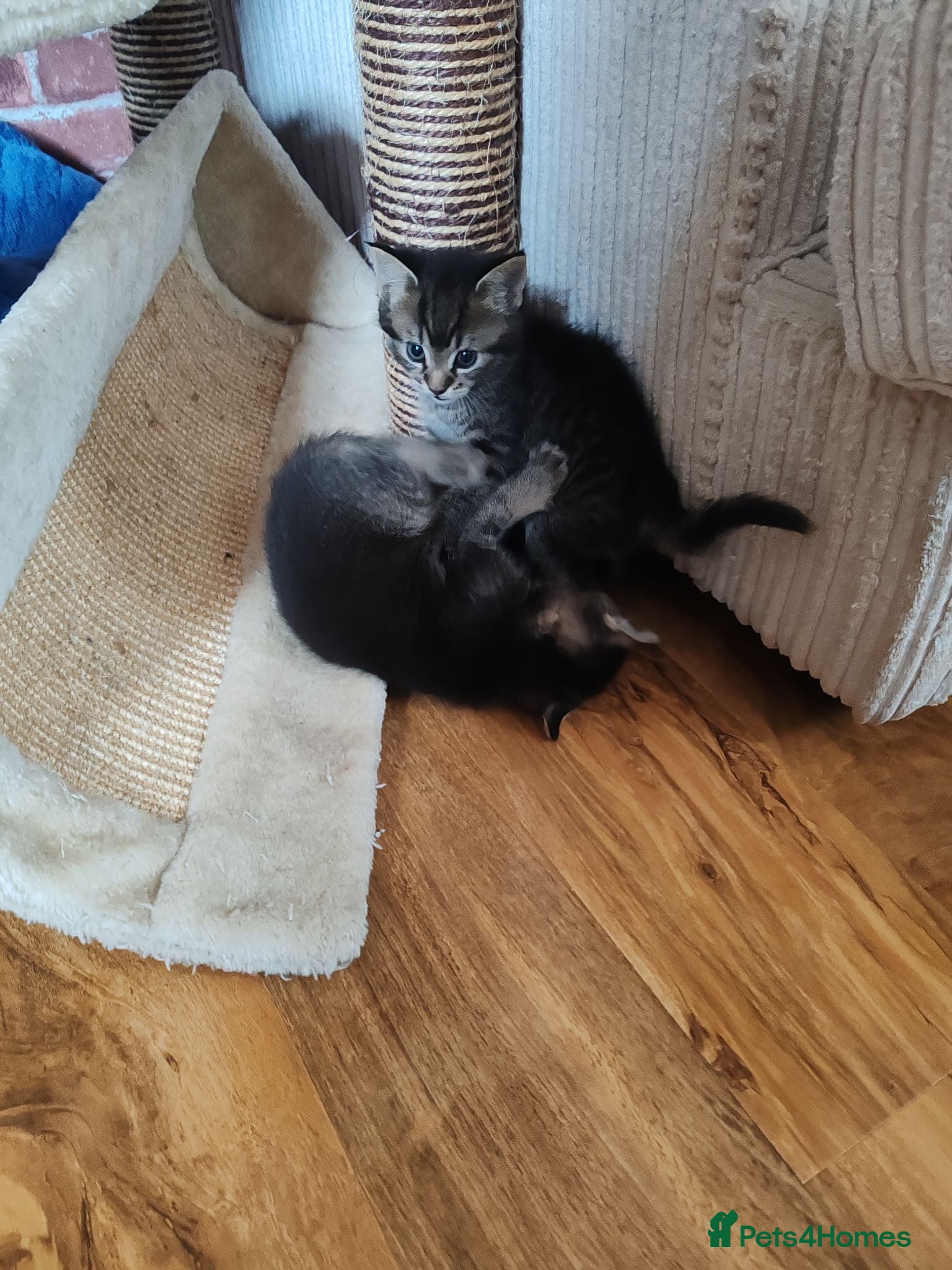 Mixed Breed cats Beautiful kitten  - Advert 6