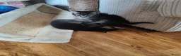 Mixed Breed cats for sale: Beautiful kitten  - Advert 1