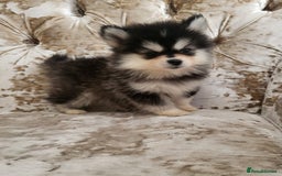 Pomsky dogs for sale:  toy size multi-generational pomsky puppies  - Image 3