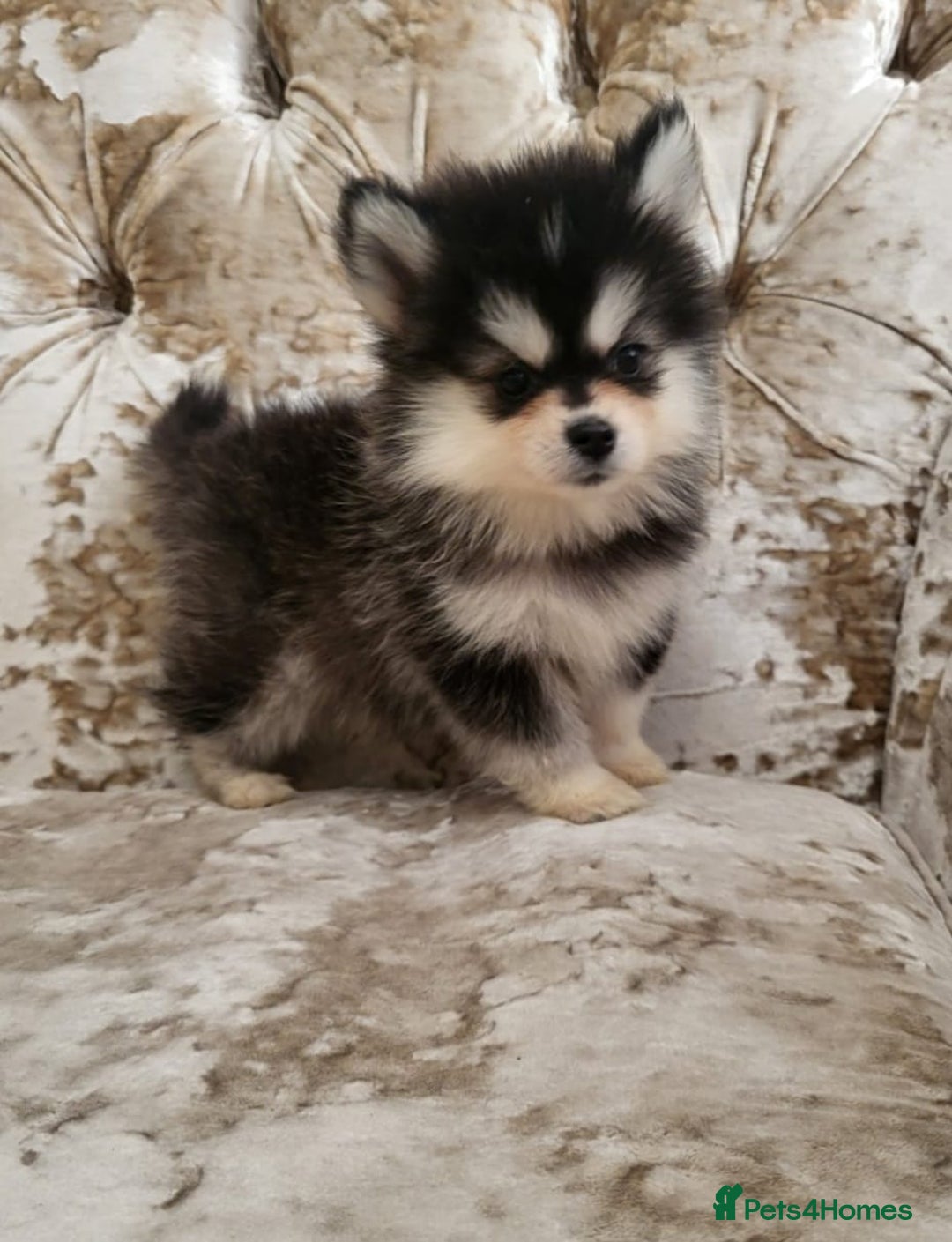 Pomsky dogs for sale:  toy size multi-generational pomsky puppies  - Image 3
