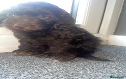 Cockapoo dogs for sale: 1 brown female cockapoo  - Image 4