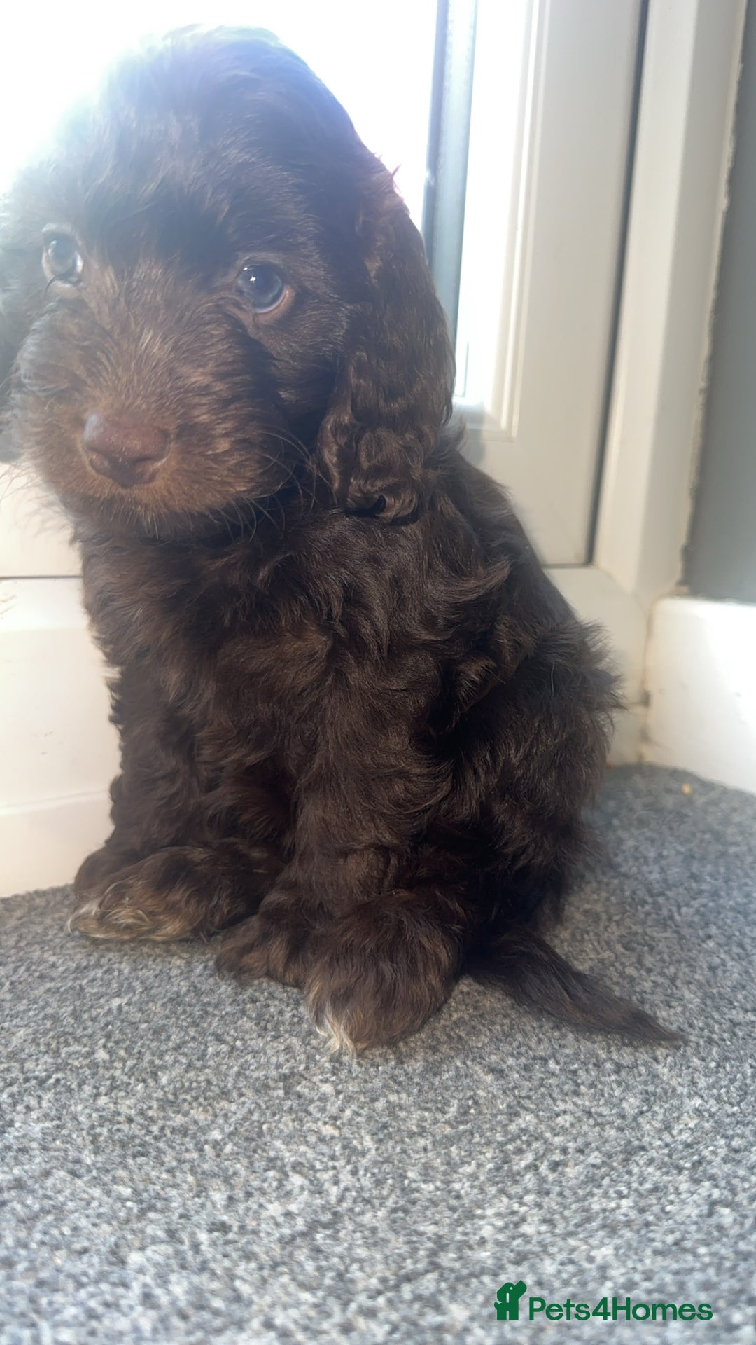 Cockapoo dogs for sale: 1 brown female cockapoo  - Image 4